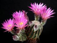 Thumbnail of 1326_Echinocereus weinbergii_20170516_01(1).JPG